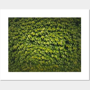 Wild vine texture Posters and Art